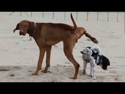 Try Not To Laugh Dogs And Cats 😁 – Best Funniest Animals Video 2023