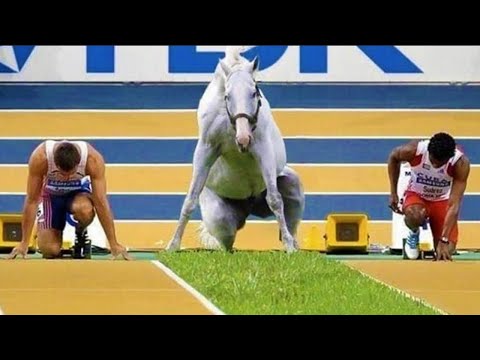 You would want a Horse after finishing this video😉 –  Funny and Cute Horse Videos