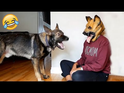 Funny Dogs Reaction Moments – Funniest Animals Video 😺🐶 2023 | Pets Island