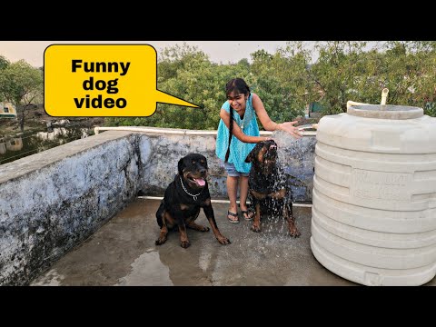 Jerry and oggy cute fight | funny dog videos | dog video  | #dog #funnyvideo