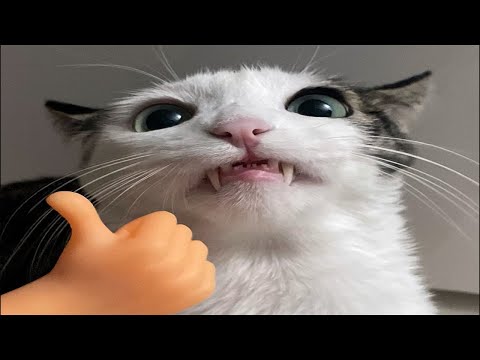 Funny Animal Videos 2023 😂 – Funniest Cats And Dogs Video 😺