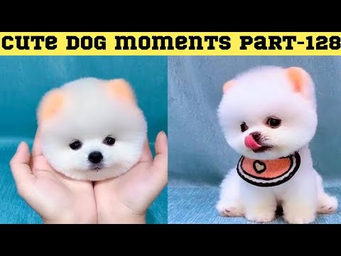 Cute dog moments Compilation Part 128| Funny dog videos in Bengali