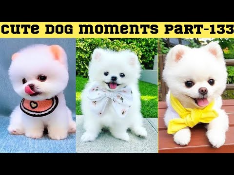 Cute dog moments Compilation Part 133| Funny dog videos in Bengali