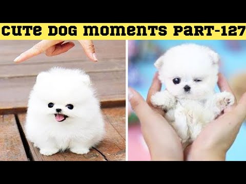 Cute dog moments Compilation Part 127| Funny dog videos in Bengali