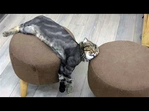 Funniest Animals Videos 2023 😹 Try Not To Laugh Funny Dogs And Cat 😁