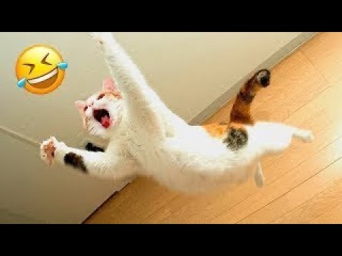 Funny Cats and Dogs Videos 🤣 – Funniest Animal Videos 2023! 🥰 #4