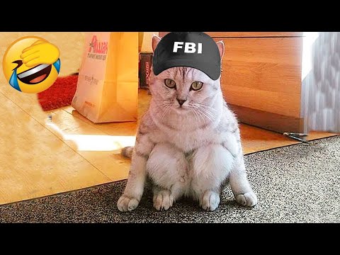 Best Funny Animal Videos Of The 2023 🤣 – Funniest Cats And Dogs Videos 😺😍