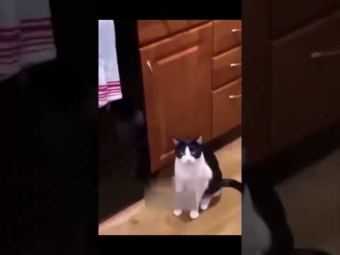 Funny Animal Videos Of The Day 0051! 😂😂 #fyp #memes #memedaily #dankmemes