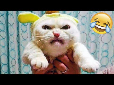 Funny Animal Videos 2023🤣 – Funniest Cats😹 and Dogs🐶 Videos!