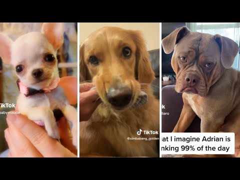 The Best of DOGGOS! 🐶Funny Dog Videos of The Week!