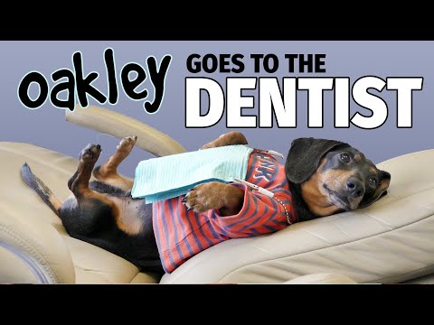 Ep 12: Oakley Goes to the DENTIST! – Cute Dachshund Video