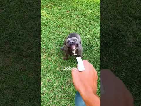 Dog Playing with Water Gun😁 Funny Dog Videos #shorts #short #dog #dogs #funnydogs #funnyshorts