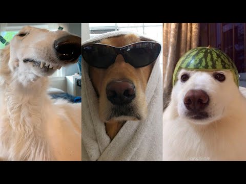 Funniest Dogs Videos You Can Watch in 16 Minutes