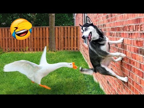 Animals Getting Scared Over Nothing 😂 [Funny Pets] | Pets Island