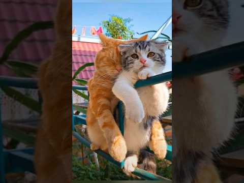 Funny animals 2023😆 – Funniest Cats and Dogs Video🐕🐈217 #shorts