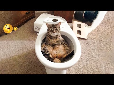 😱 It's To LAUGH When Watching This Video Of The FUNNIEST CATS On Earth 😱 – Funny Cats Life