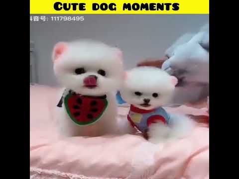 Cute dog moments | Part-189| funny dog videos in Bengali| #shorts #shortvideo #funny