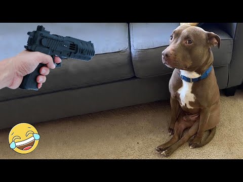 Try Not To Laugh Challenge 😂😂 Best Funny Dogs And Cats Videos
