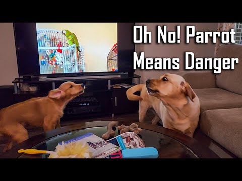 Puppy and Dog Protect their Humans from Parrots on TV 😂 Funny Dog Video @ouramericandream1183