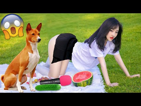 Cute Cats 😻 and Funniest Dogs 🐶 Funniest Animal Videos 2023 😍 #103