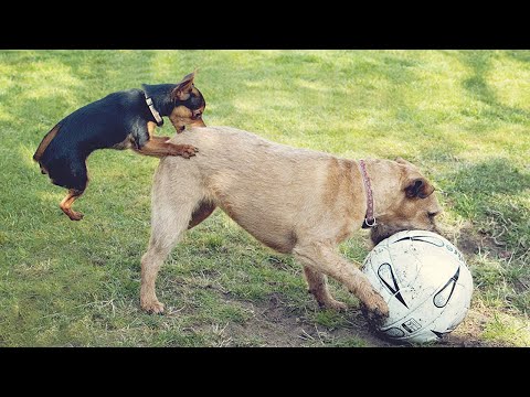 Best Funny Animal Videos 2023😂 Funniest Cats And Dogs Videos Will Make You Laugh