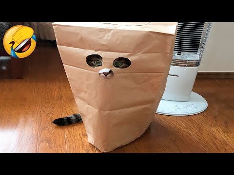 Best Funny Animal Videos Of The 2023 🤣 – Funniest Cats And Dogs Videos 😺😍