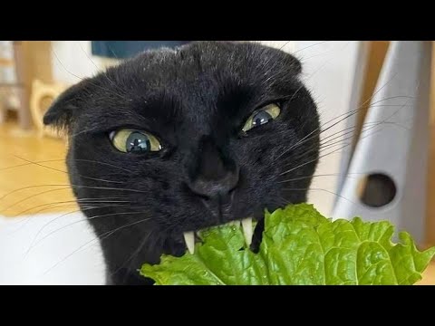 Funny animals – Funny cats / dogs – Funny animal videos 291