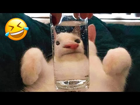 Funny Animal Videos 2023 🥰 – Funniest Dogs and Cats Videos 😅 #5