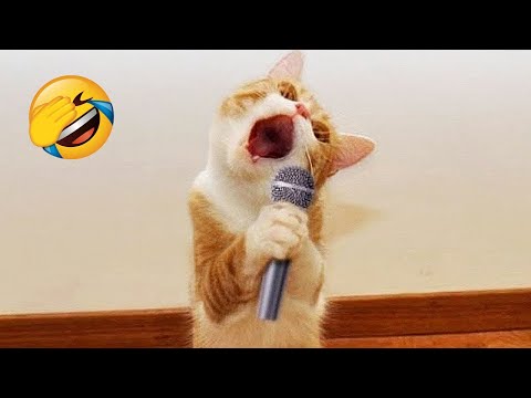 Funniest Cats and Dogs 😺🐶 Funny Animals 2023 😍 Part 16