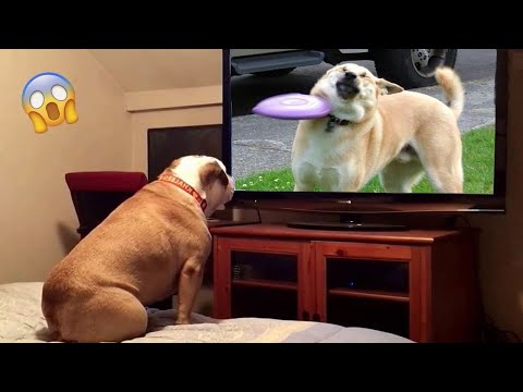Try Not To laugh 😹: 1 Hour Of Funniest Animals Video 2023 | Pets Island