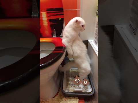 Funny animals 2023😆 – Funniest Cats and Dogs Video🐕🐈204 #shorts