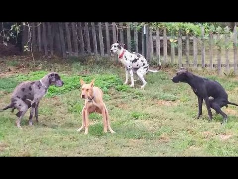 Try Not To Laugh Dogs And Cats 😁 – Funniest Animals Video 2022 🐧 #Ever1