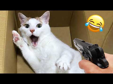 Best Funny Dogs And Cats Videos 😅 – Funniest Animals Videos 2023😇 #35