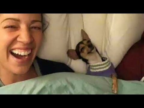 Cute dog and owner are best friend moments –  Cutest Animals Video