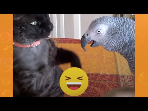 Back Away From The Cat! | Funny Pet Videos