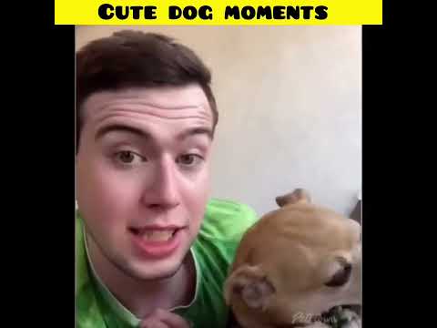 Cute dog moments | Part-203| funny dog videos in Bengali| #shorts #shortvideo #funny