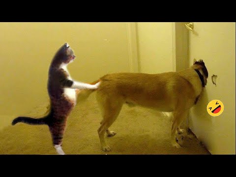 Try Not To Laugh Dogs And Cats 😁 – Best Funniest Animals Video 2023