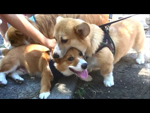 Funniest Animals Videos 2023 😹 Try Not To Laugh Funny Dogs And Cat 😁