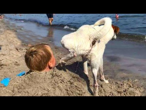 Reason why owning a dog is not easy 🤣 Funny Dogs Moments