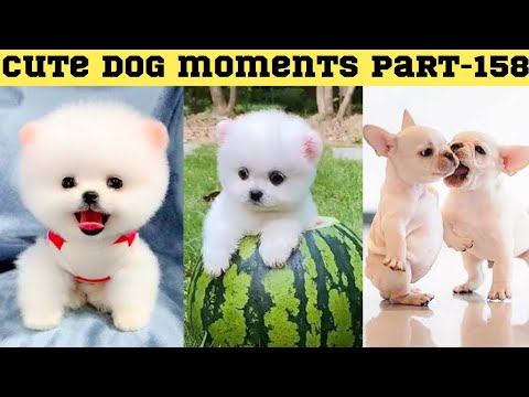 Cute dog moments Compilation Part 158| Funny dog videos in Bengali