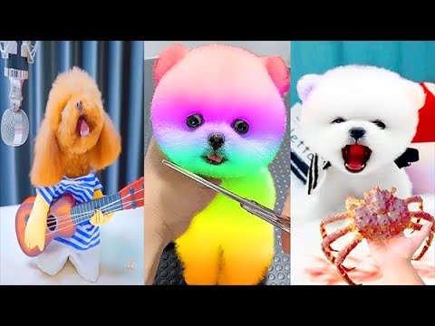 Funny and Cute Dog Pomeranian 😍🐶| Funny Puppy Videos #356