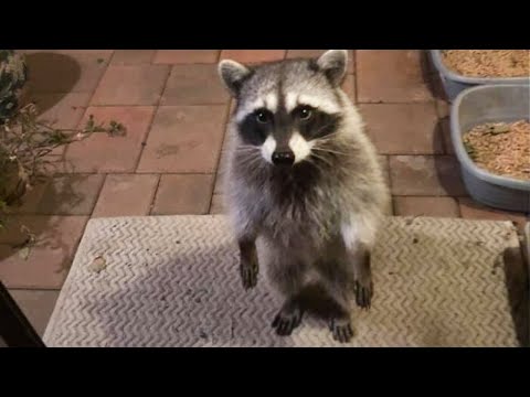 Best Of The 2023 Funny Animal Videos That To Start The Week Off Right😁   Cutest Animals Ever