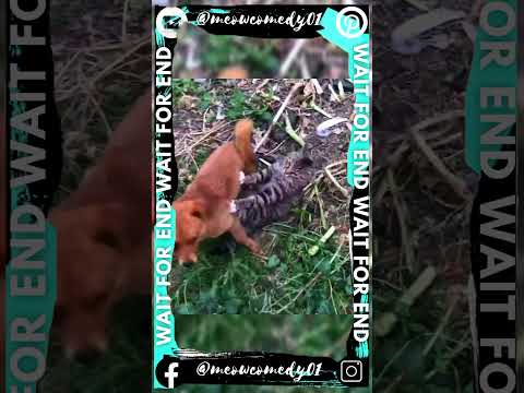 Funny Animals Video | Animals Comedy Video | New Animals Video | Funny Dog Video | Dog Comedy Video