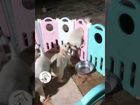 LOL, Super Cute Funny Puppy Dog Videos Funny Dog Shorts Compilations 🐶😁😂 -EPS633