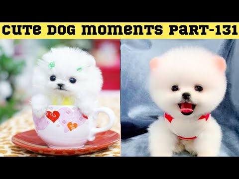 Cute dog moments Compilation Part 131| Funny dog videos in Bengali