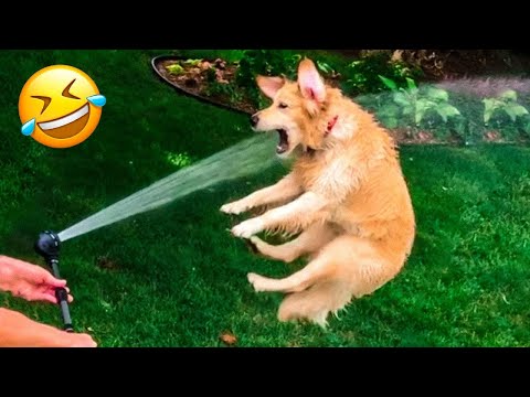 Funniest Animal Videos 2023🤣 – Funniest Cats😹 and Crazy Dogs🐶 Videos!