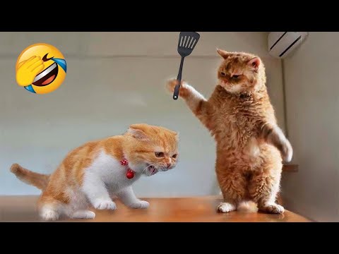 Funniest Cats And Dogs Videos 😂 – Best Funny Animal Videos 2023 😅 #2