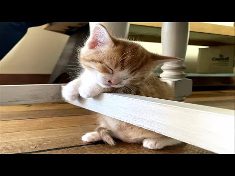 Try Not To Laugh With These Funny Pets 😹😍
