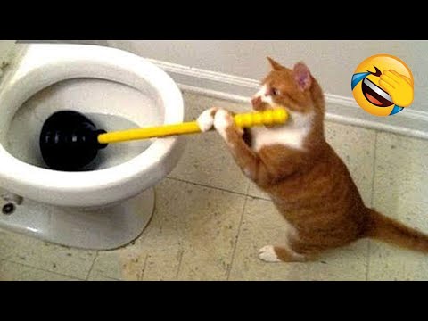 Funniest Dogs and Cats 😺🐶 Funny Animals 2023 😂 Part 19
