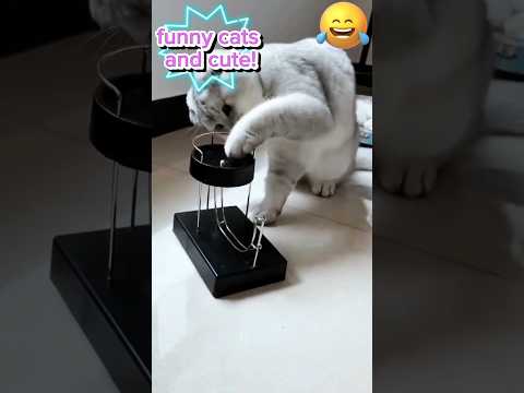 #shorts# funny cats and cute!!!🤣🤣🤣🐈#funny cats,funny,cats,cute cats,funny cat videos,funny cat#